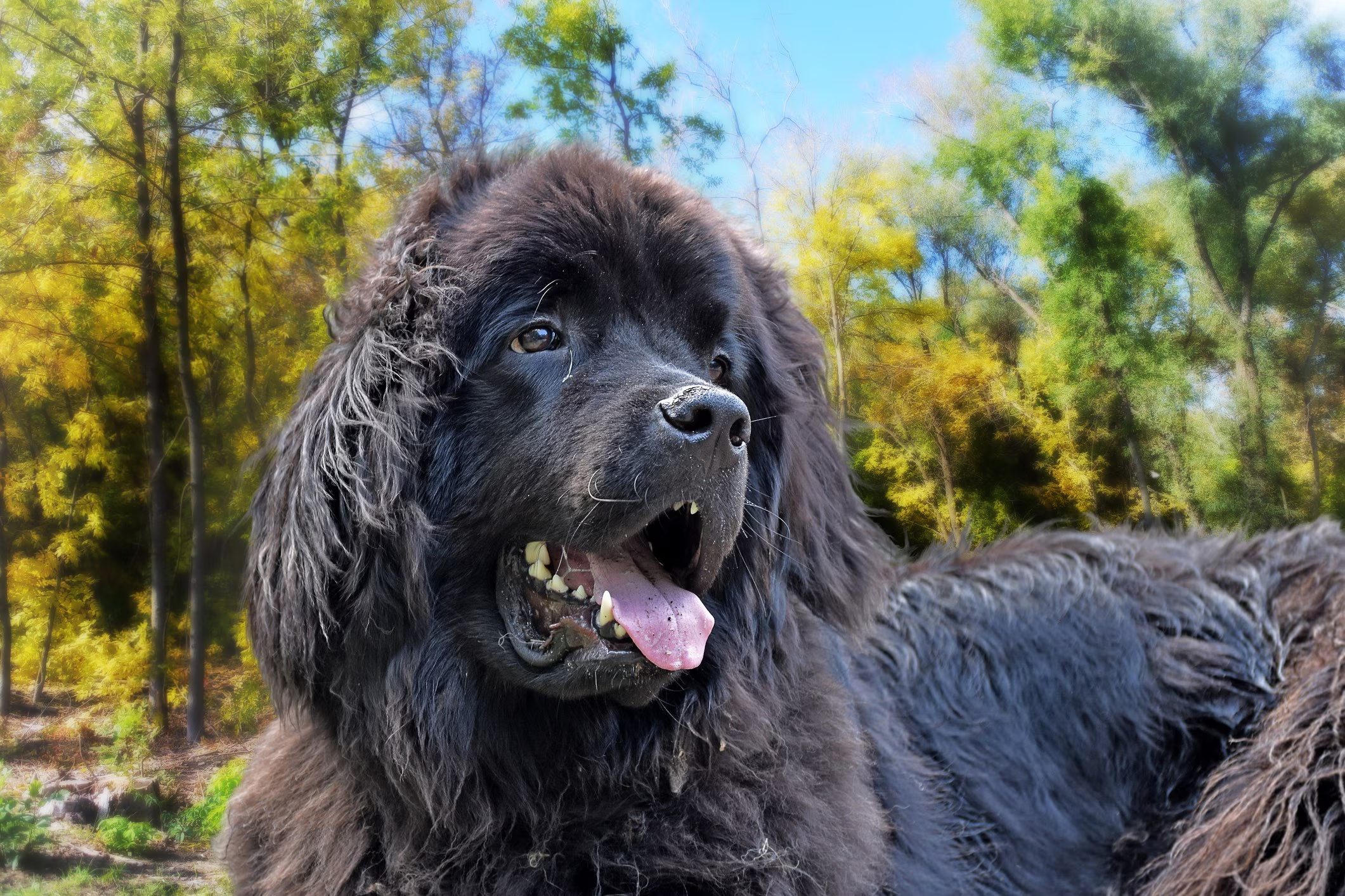 perro Terranova negro con la lengua afuera