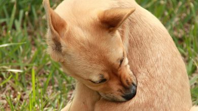 can dogs get chicken pox