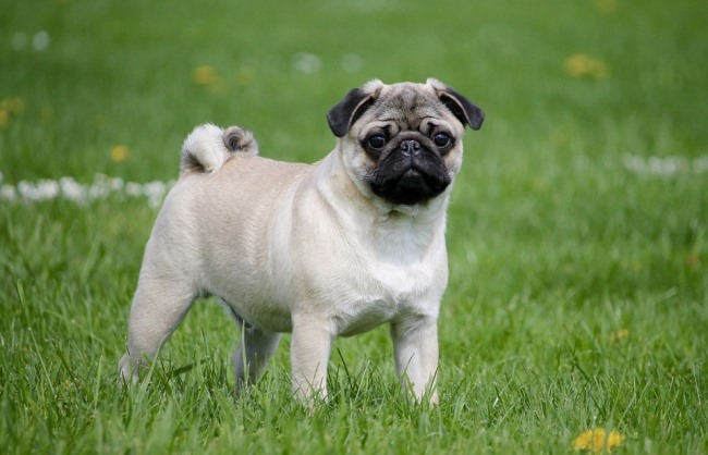 carlino 1
