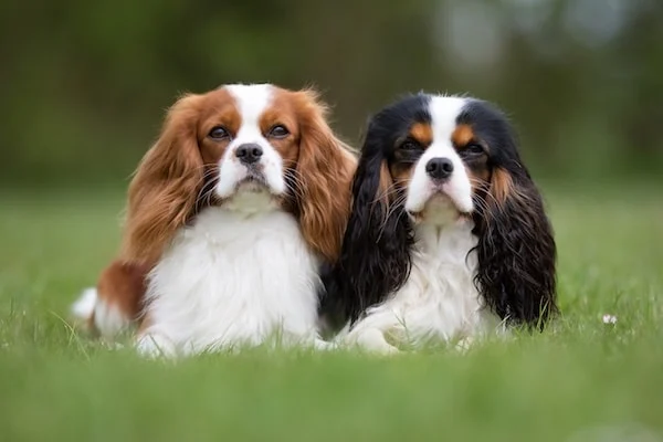 Dos Cavalier King Charles spaniel de pura raza sentados al aire libre