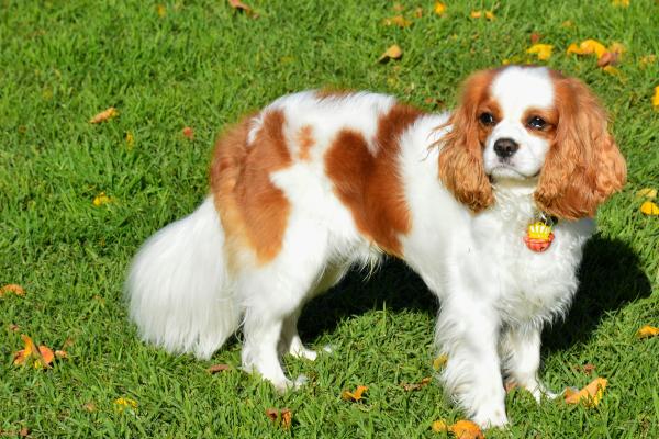 Razas de perros con manchas marrones, negras y blancas - Cavalier king charles spaniel