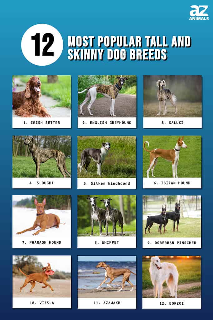 Resumen de las 12 razas de perros altas y delgadas más populares