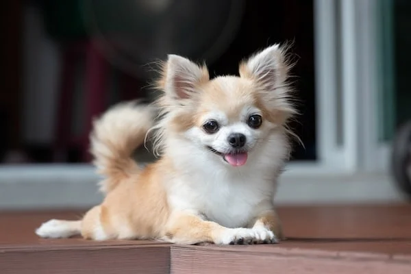 Chihuahua marrón sentado en el suelo