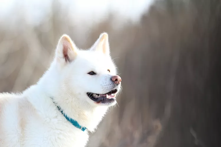 close up of a dog looking away 1298250945 8eebb8087e6a4995938215962ee1b6a7