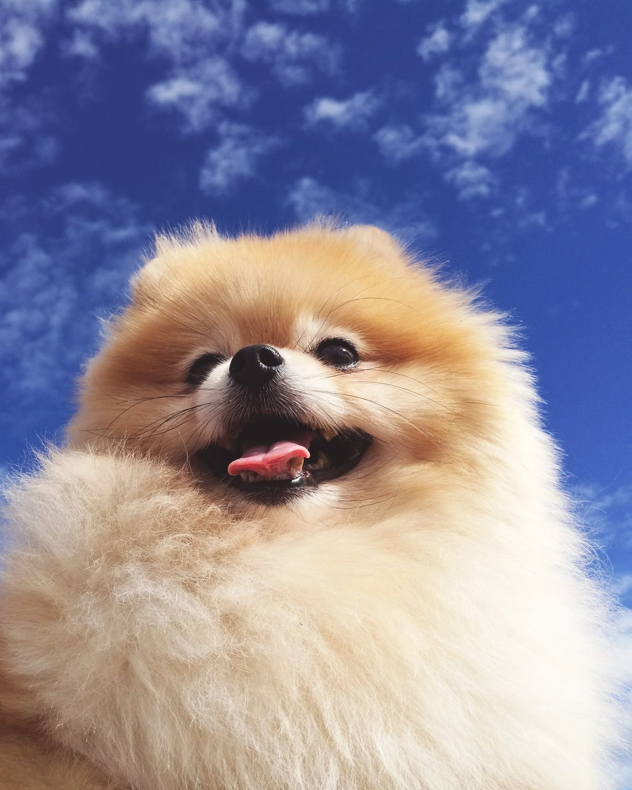 pomerania