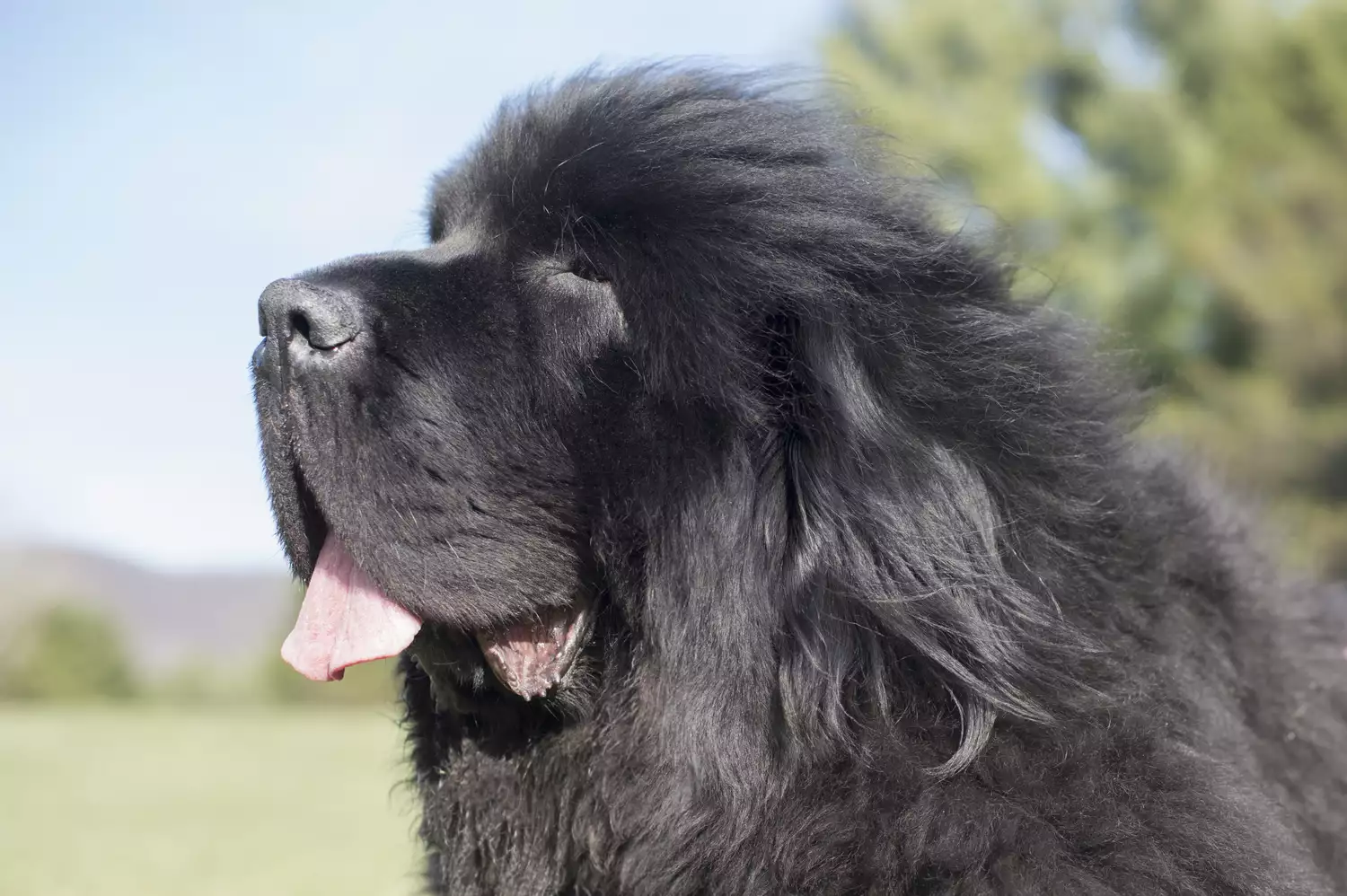 Primer plano de un perro Terranova al aire libre