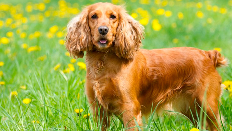 Perros Peludos: Cocker Spaniel