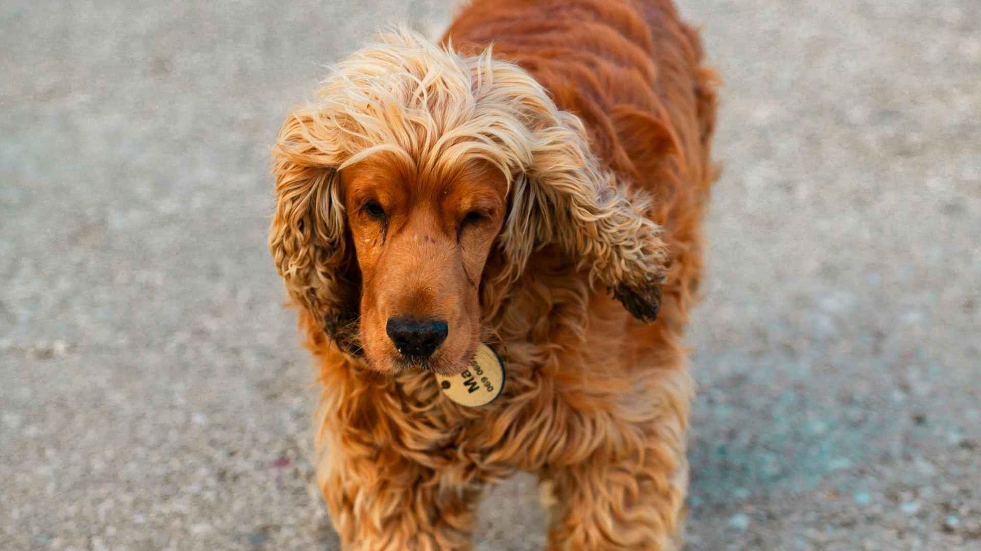 cocker spaniel