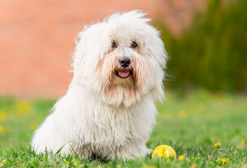 Perros Peludos: Cotón de Tulear