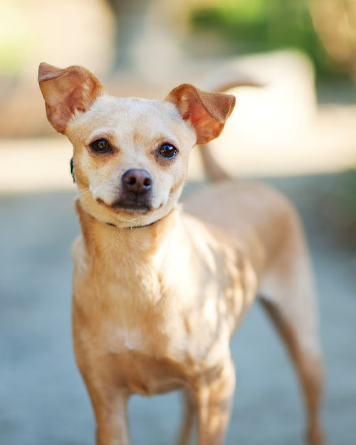 chihuahua