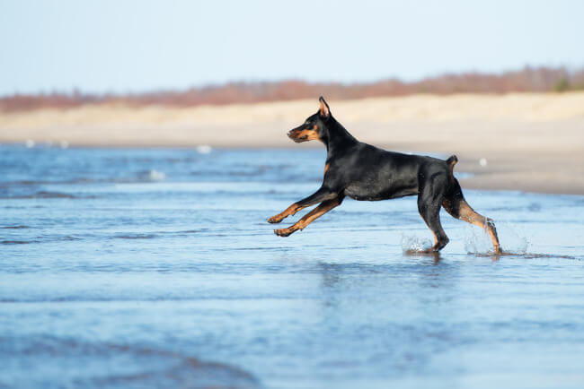 Doberman en el mar