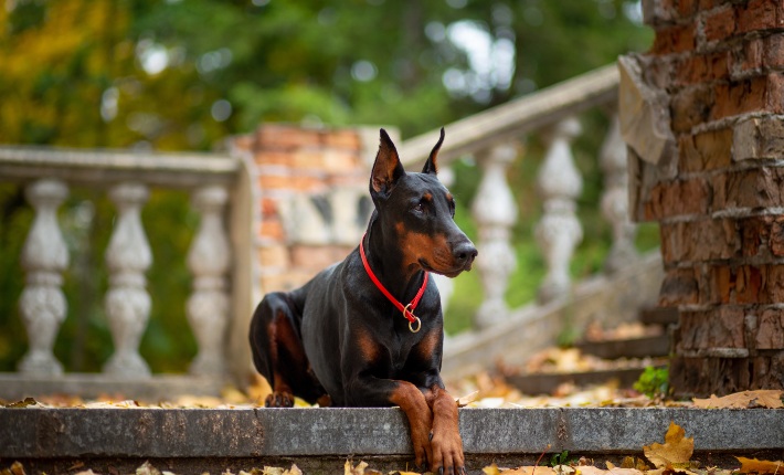 dóberman pinscher en un escalón