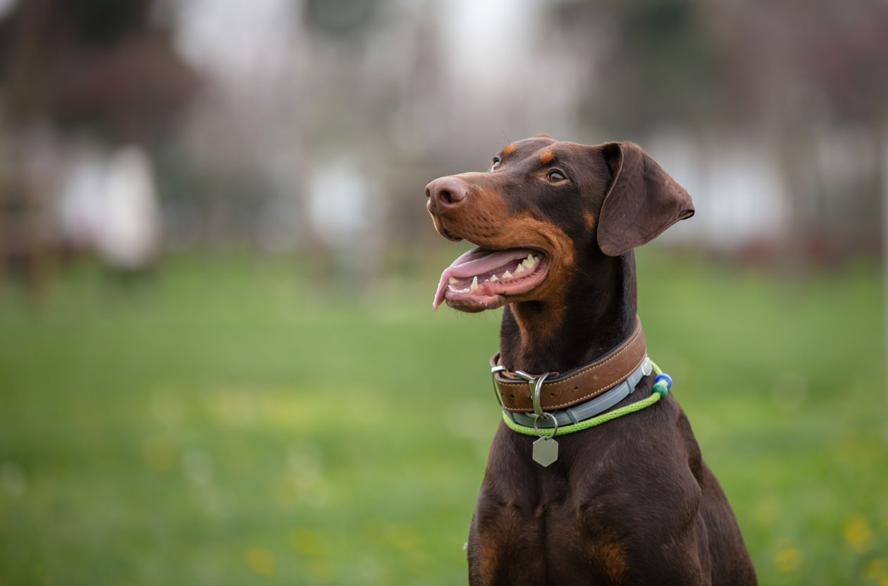 Dóberman pinscher listo para entrenar