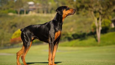 doberman2