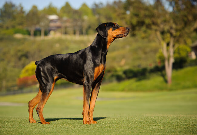doberman2