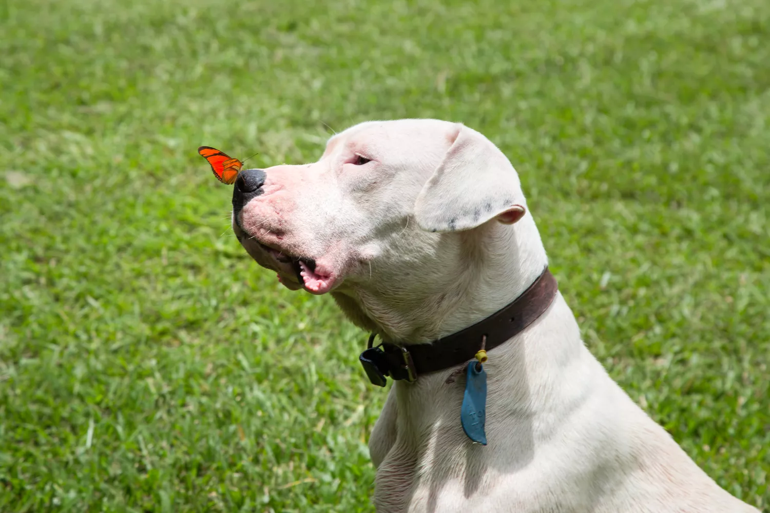 Dogo Argentino