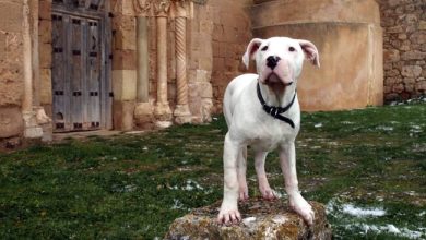 dogo argentino2