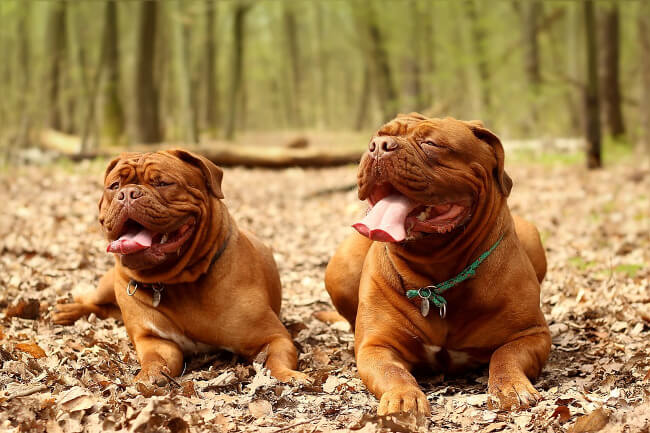 dogo de burdeos2