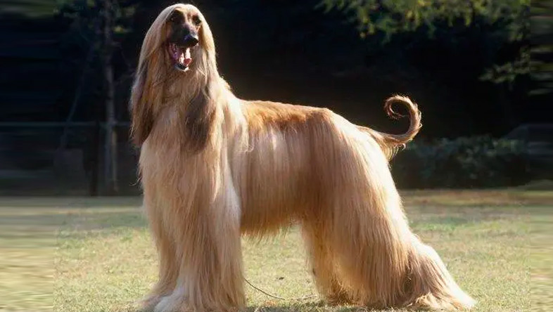 Perros Peludos: Galgo Afgano