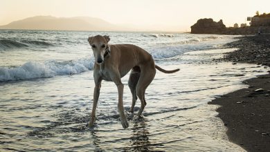 galgo espanol2