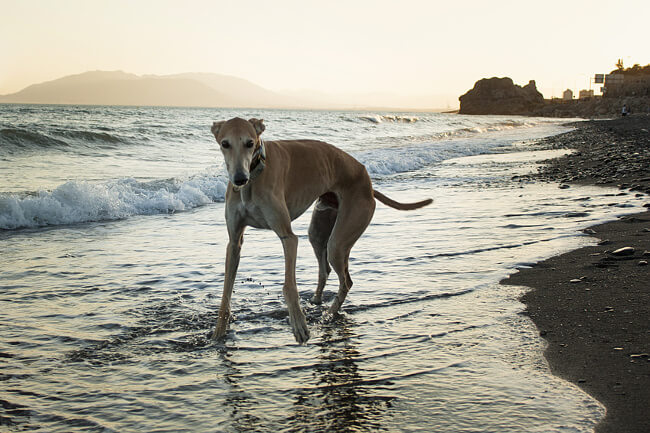 galgo espanol2