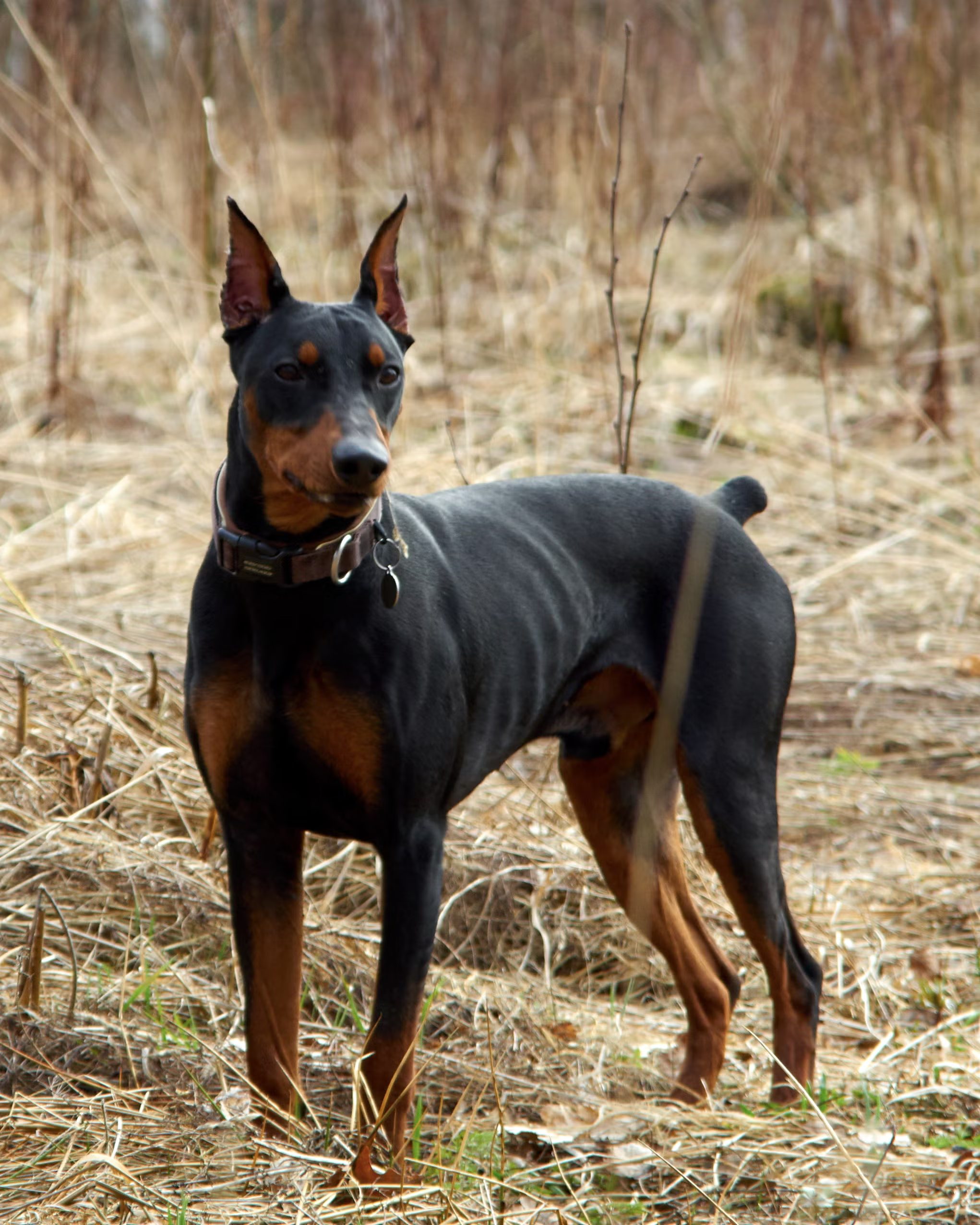 pinscher alemán