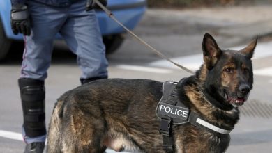 german shepherd police dog
