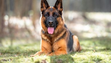 german shepherd sitting in grass