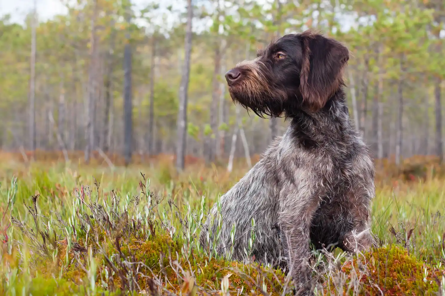 Pointer alemán de pelo duro sentado en un campo mirando a la izquierda