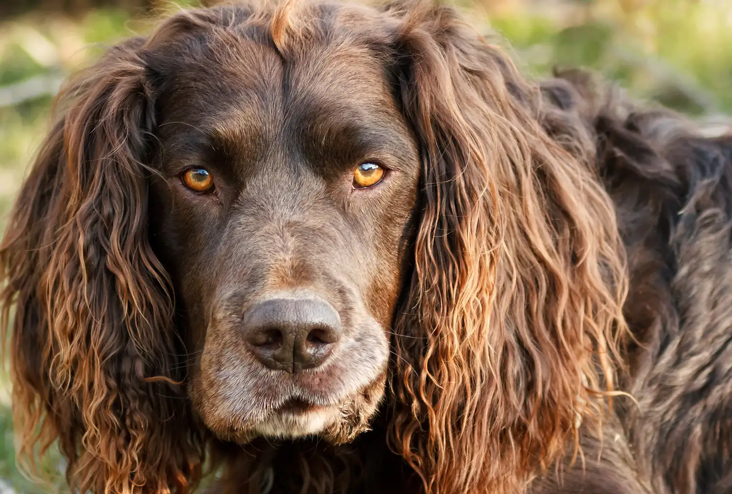 Retrato cercano de un spaniel alemán