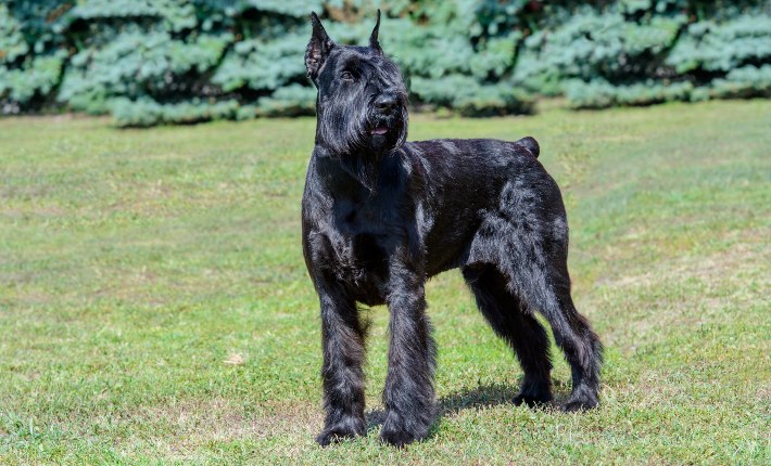 perro schnauzer gigante en el pasto
