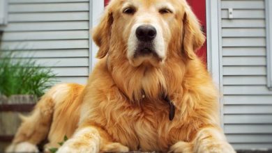 golden retriever2
