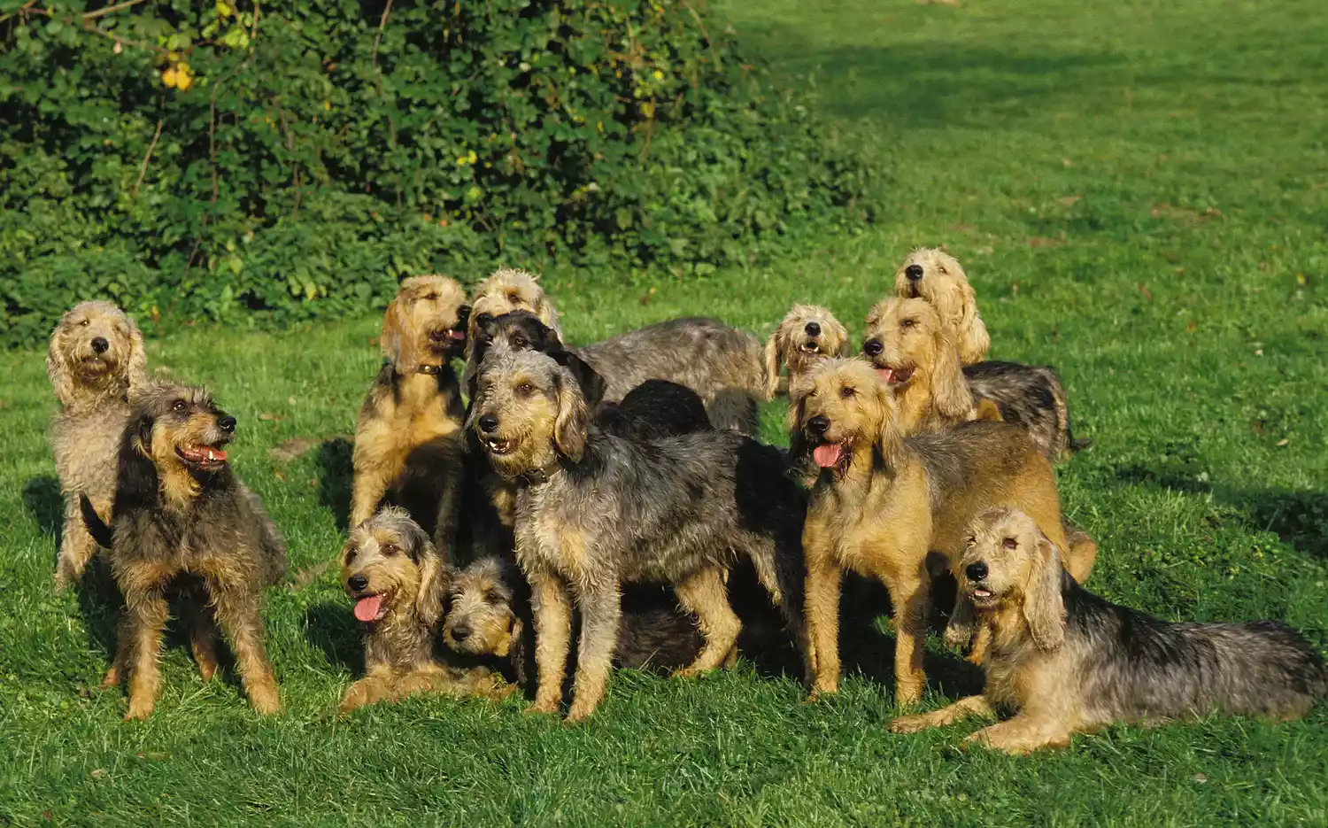 PERRO GRIFÓN NIVERNAIS, MANADA DE ADULTOS