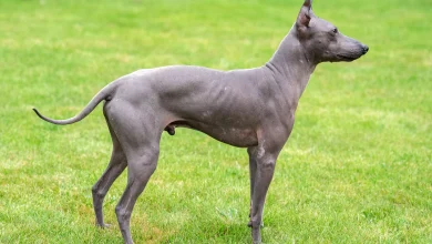 hairless dog breeds 4801015 hero 38f7eeaf48674e1189d280e4fe738a56