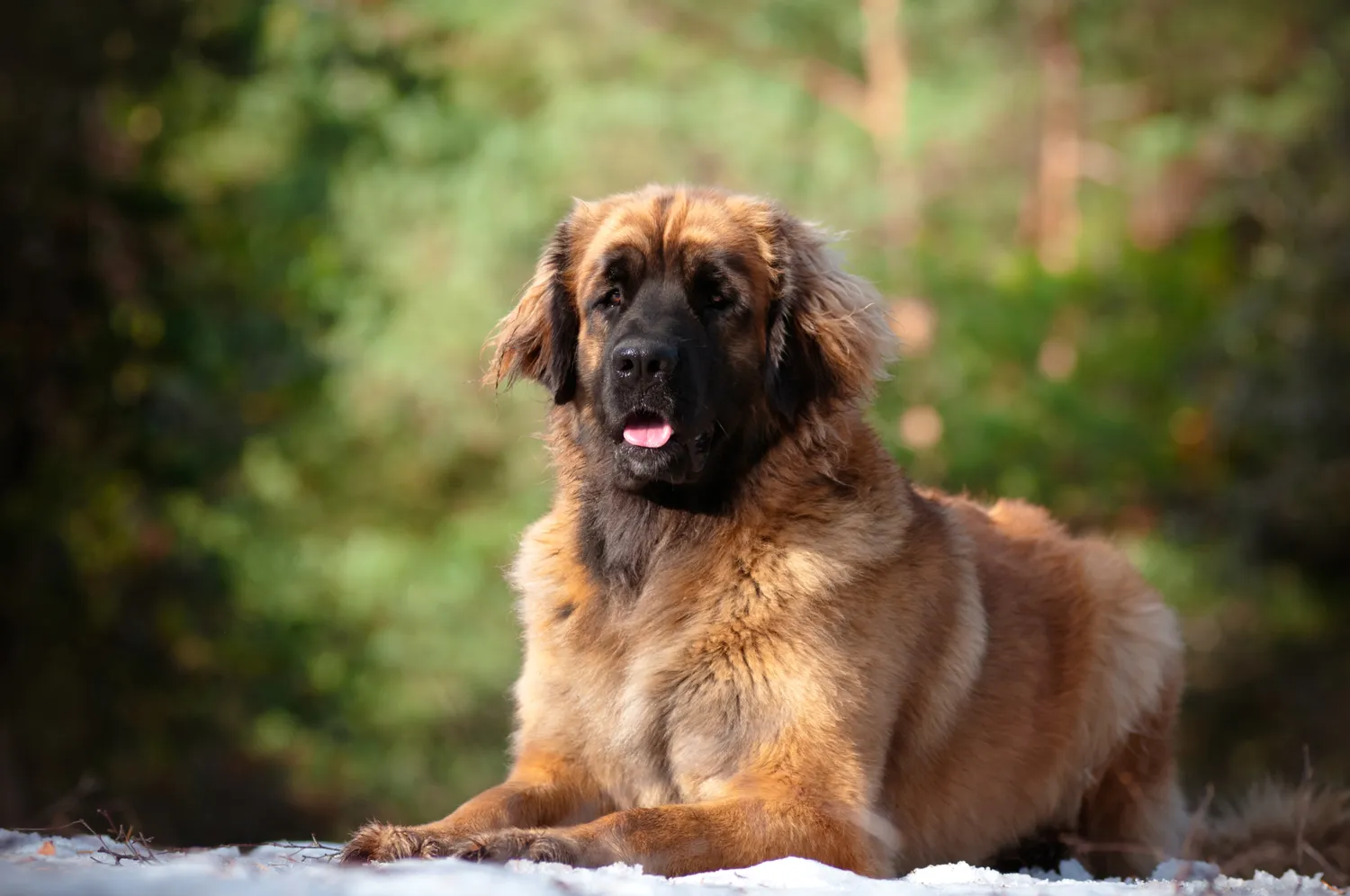 gran perro leonberger descansando al aire libre