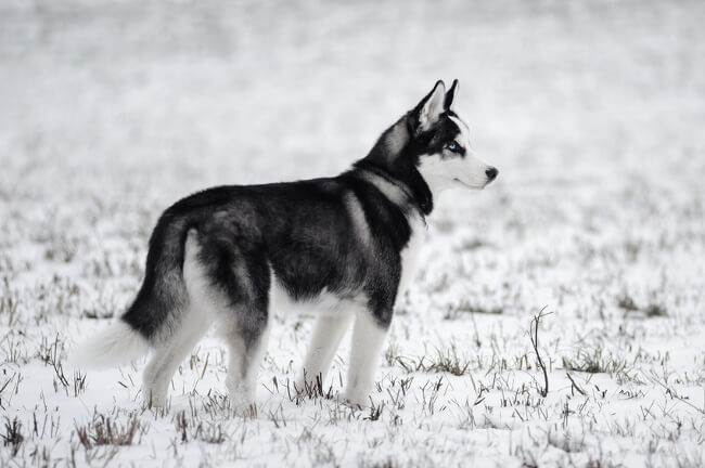 husky siberiano2