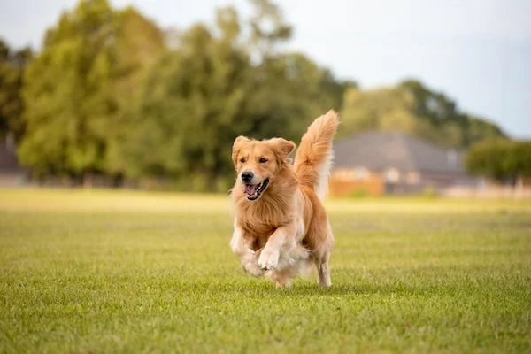 Un golden retriever adulto jugando y corriendo en un parque, en un descampado con hierba verde