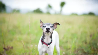 japanese terrier 151097597 ce96dd2fded4482cbac7730f505e96e7