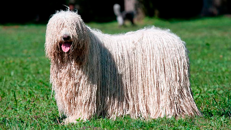 Perros Peludos: komodor