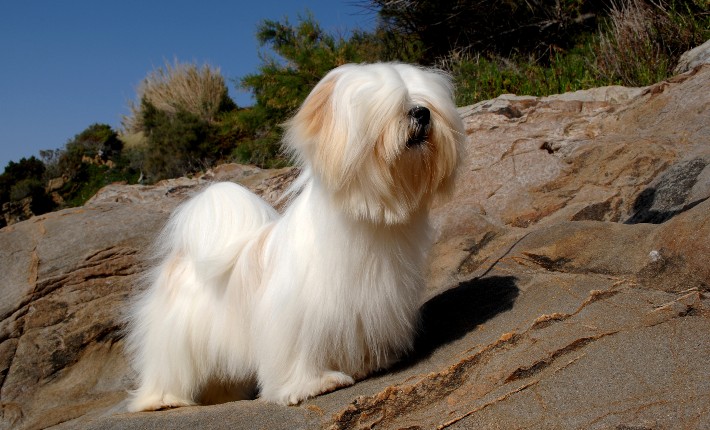 perro pequeño sobre unas rocas