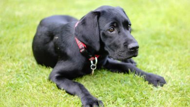 mejores razas para ninos labrador retriever
