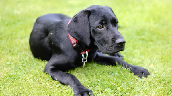 mejores razas para ninos labrador retriever