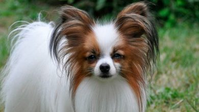 papillon