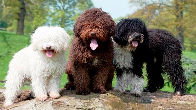 Perros Peludos: perro de agua español