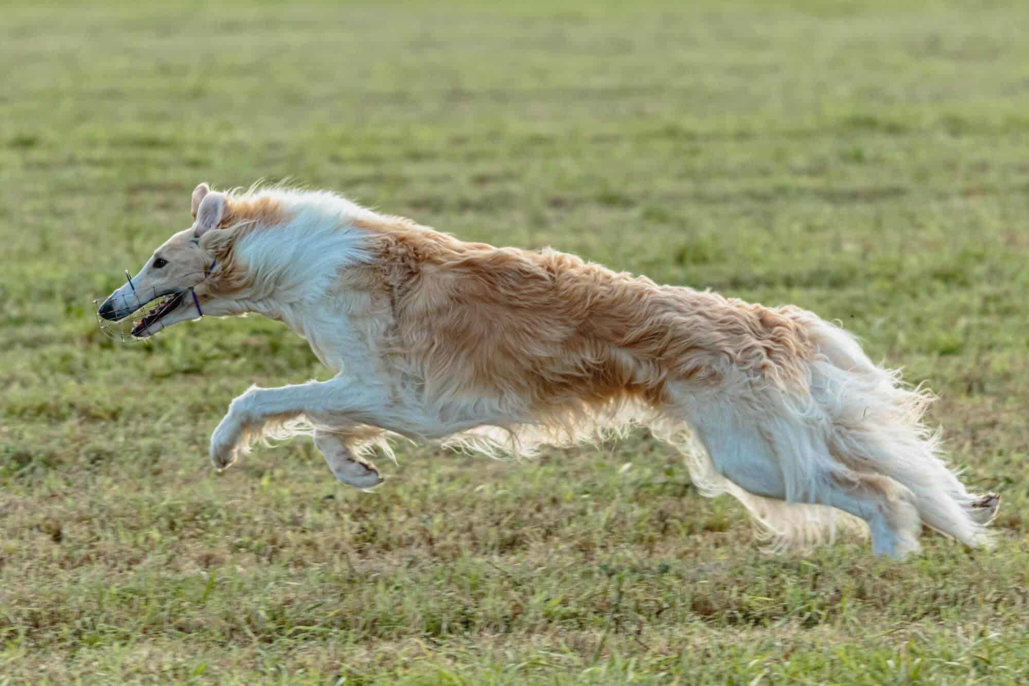 Descubre las Razas de Perros Exóticos más raras 3 perro-borzoi-corriendo-persiguiendo-senuelos-campo