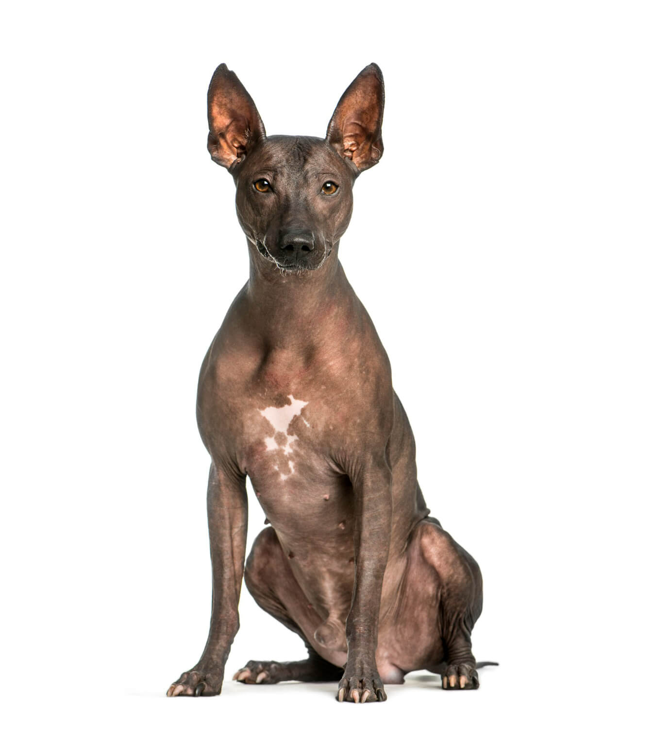 Descubre las Razas de Perros Exóticos más raras 4 perro-pelo-peruano