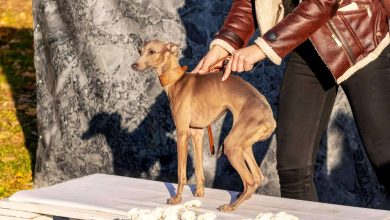 perro raza galgo arabe sloughi cerca dueno posa