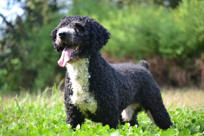 La guía completa del Perro de Agua Español 1 perro de agua espanol