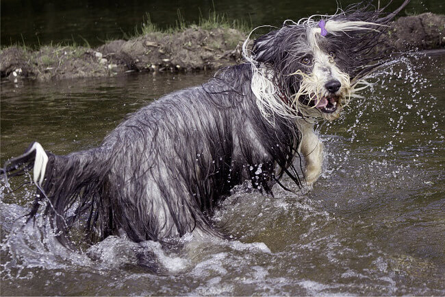 La guía completa del Perro de Agua Español 3 Perro de Agua mojado