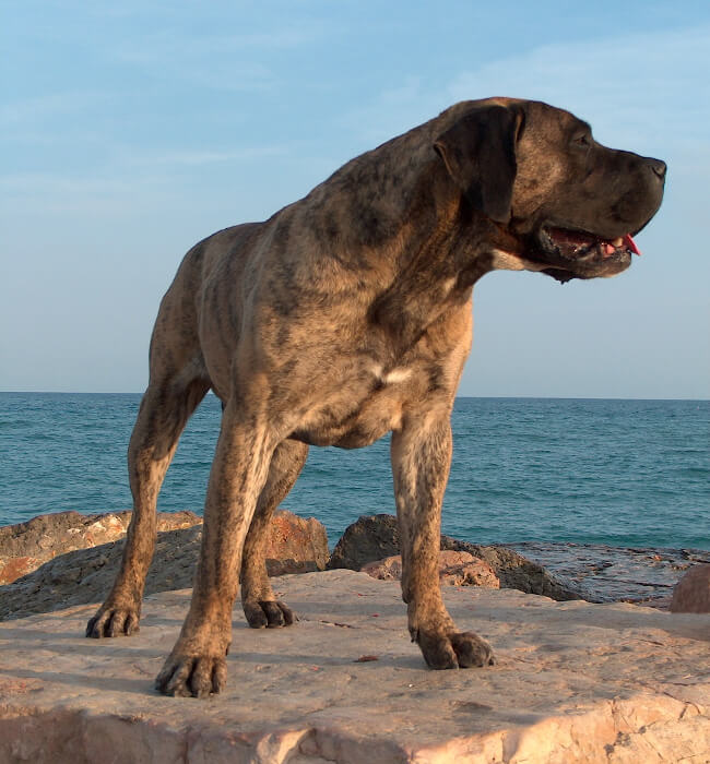 perro de presa canario